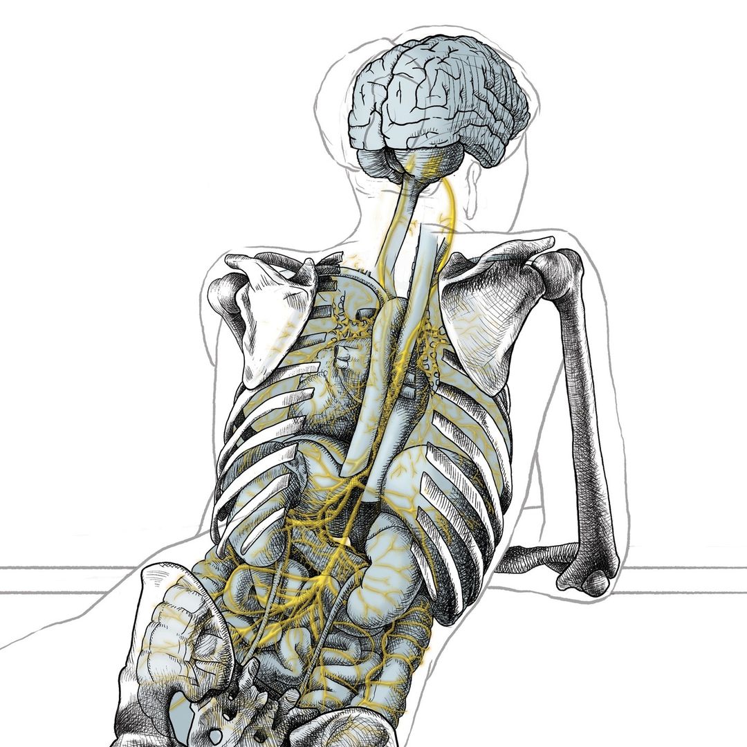 связь gut brain axis, связь кишечник и мозг человека, ось кишечник-мозг, The Gut-Brain Axis, взаимонаправленные связи между кишечником и мозгом, связи микробиоты кишечника и центральной нервной системы, связь между микробиотой ЖКТ и психическим состоянием человека, the microbiota-gut-brain axis, остеопатия, биодинамическая остеопатия, интересные статьи об остеопатии, osteopathy, анатомия человека, human anatomy, статьи о здоровом образе жизни и спорте, полезные статьи о здоровье человека, саморазвитие статьи интересные 